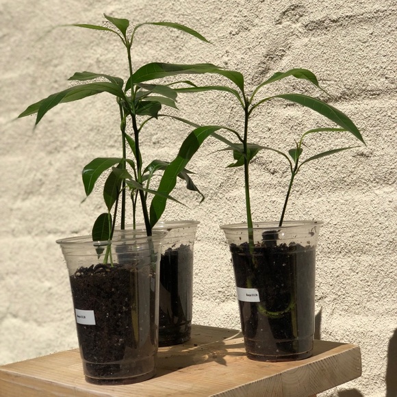 Mango Seedling Tree - Picture 2 of 3